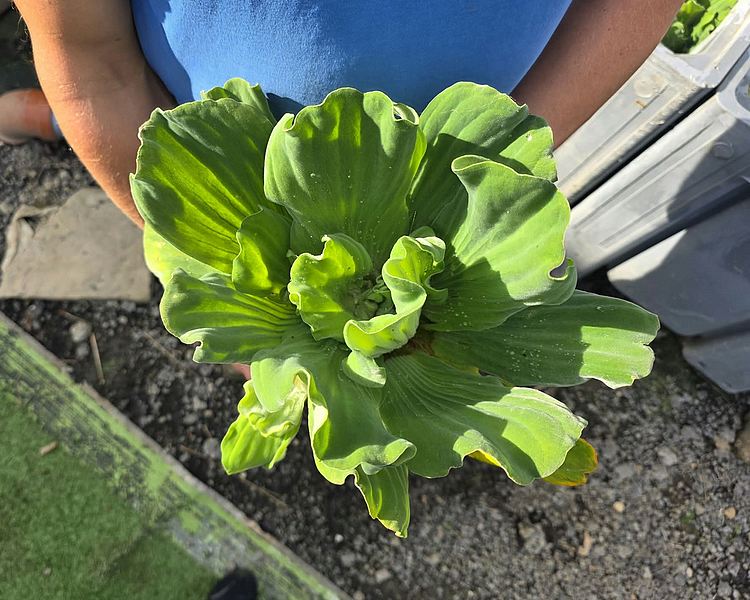 Pistia stratiotes - Giant Floating Water Lettuce